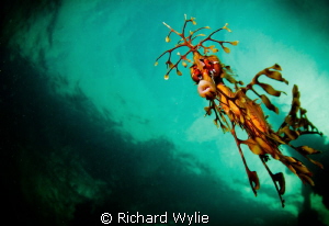 Who are you looking at? Leafy Seadragon taken off Kangaro... by Richard Wylie 
